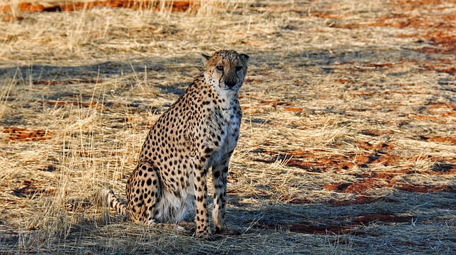 gepard
